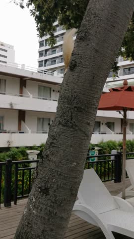 A small squirrel runs on the textured gray bark of a tree trunk in a tropical outdoor setting, vertical position