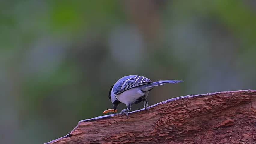 Great Tit Parus Major Perched on a Tree Trunk with Insect Larva in Beak, Wild Bird Feeding Behavior in Forest, Beautiful Songbird with Caterpillar Close Up.