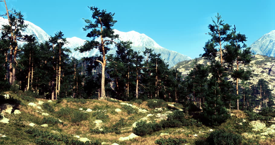 Tall pine trees rise above a rocky landscape set against majestic snow capped mountains under a clear blue sky during daylight hours, showcasing the beauty of nature.