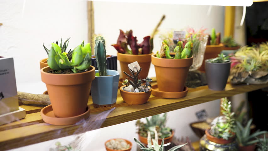 A variety of succulents and cacti are displayed on wooden shelves with decorative pottery and figurines