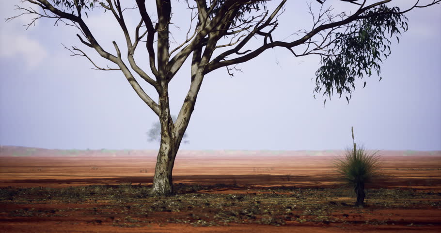 An expansive desert landscape showcases a few solitary trees and unique vegetation in Australia. The reddish earth contrasts with the blue sky, creating a serene atmosphere.