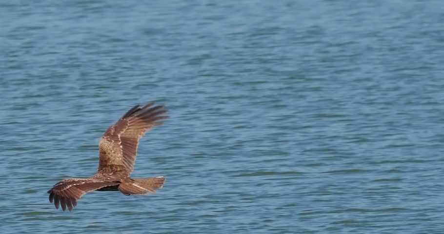Black Kite Milvus Migrans Flying Over Water with Fish Prey in Talons, Majestic Raptor Hunting in the Lake, Wildlife Bird of Prey Action Footage.