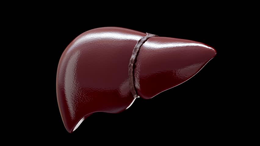 Fatty liver disease and liver cancer concepts illustrate anatomy of damaged human liver with abnormal tissue or lumps of fat. for medical education. 3D render on black background and green screen.