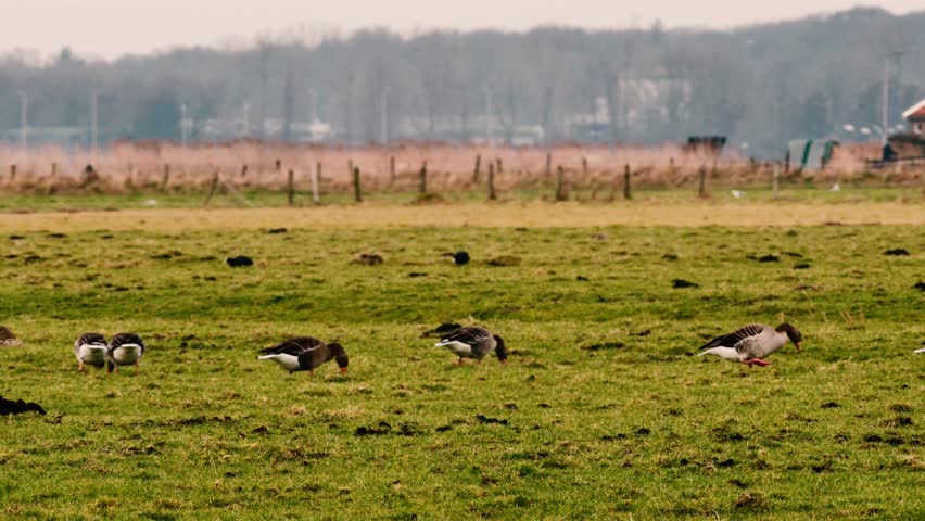 Group of geese grazing on green farmland with fence and buildings in background