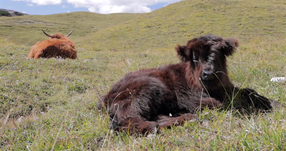 Highland cattle calf resting on alpine grass in Italian Dolomites Alps, dark brown shaggy coat and sleepy gaze with horned cow blurred on meadow behind