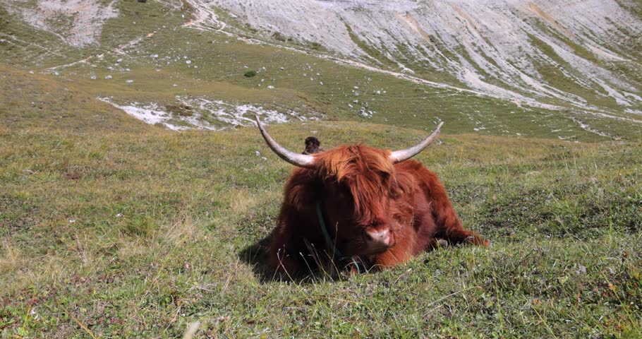 Highland cattle young bull resting on alpine pasture in Italian Dolomites, shaggy red coat and wide horns against rocky mountain slopes in calm daylight