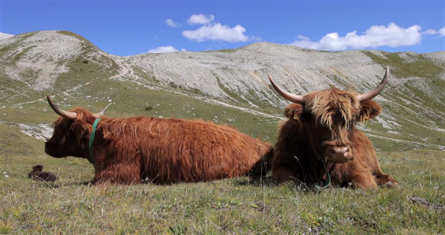 Two Highland cattle rest on a high alpine pasture in the Italian Alps, shaggy coats and long horns set against a wide mountain ridge and clean summer sky
