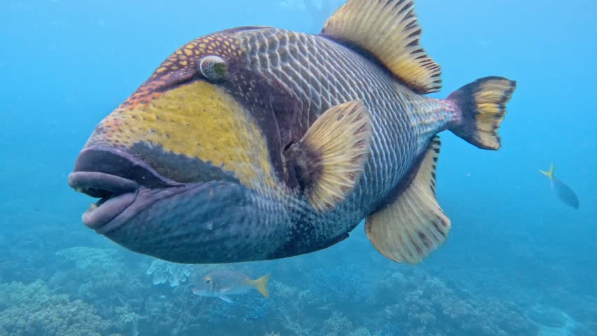 Aggressive titan triggerfish with sharp teeth swimming towards the camera in the open ocean