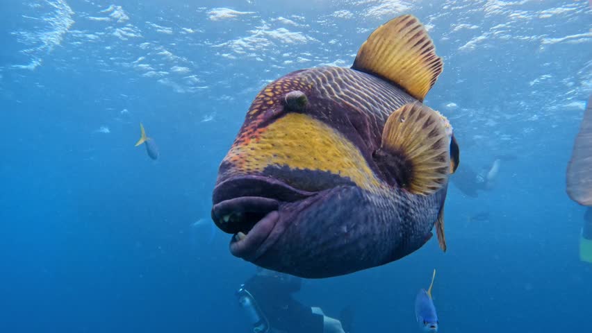 Close up of a large titan triggerfish swimming in a tropical sea with scuba divers in the background