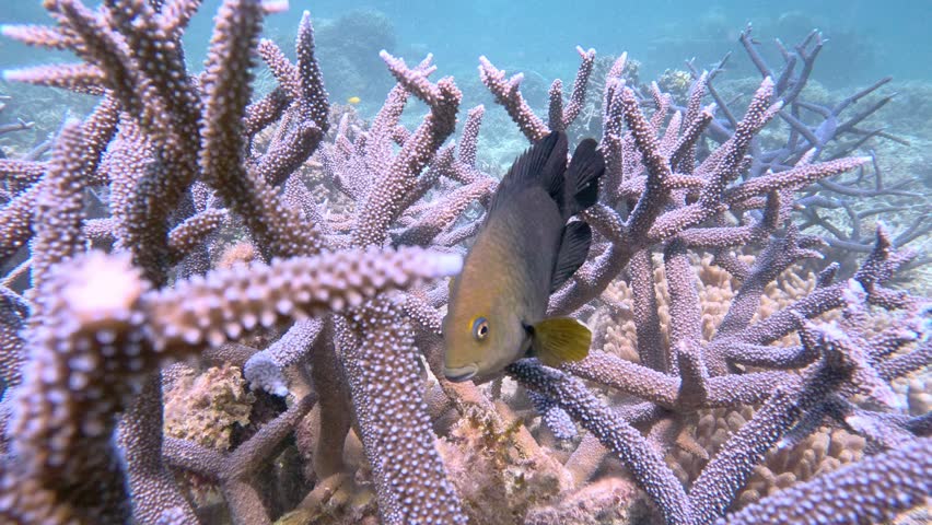 Small curious fish swimming among purple staghorn corals on a shallow reef in clear blue water