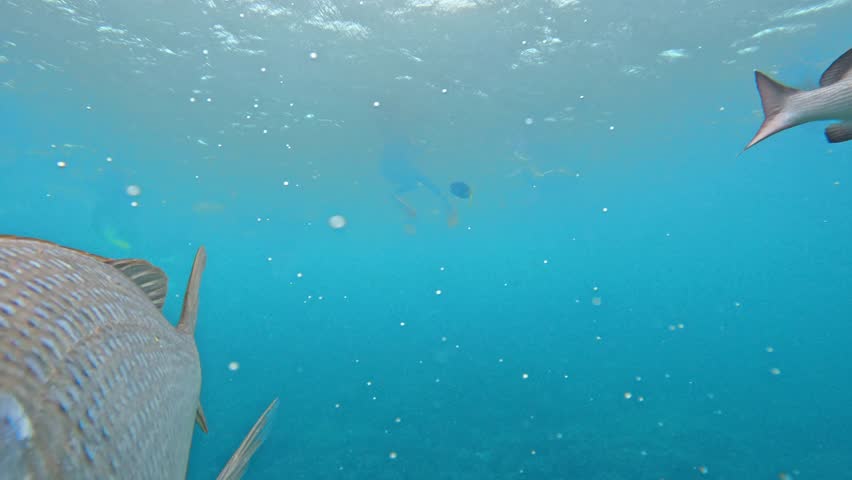 Spangled emperor fish with prominent eyes and snout swimming very close to the camera in blue water