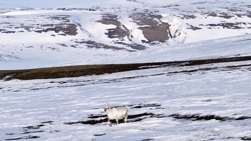 4K aerial drone footage of Arctic Peary caribou crossing frozen tundra near the North Pole, winter wildlife in snowy Norway landscape, highlighting migration patterns and climate change concept in a cinematic wide shot, captured on 17 April 2024.