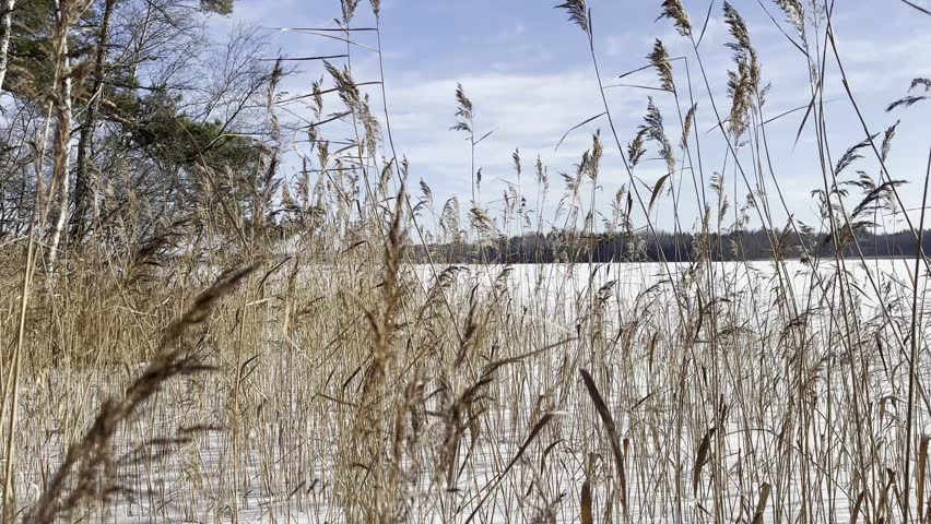 Nature and landscape video of winter in Sweden. Beautiful cold sunny day with snow and ice at the frozen lake.