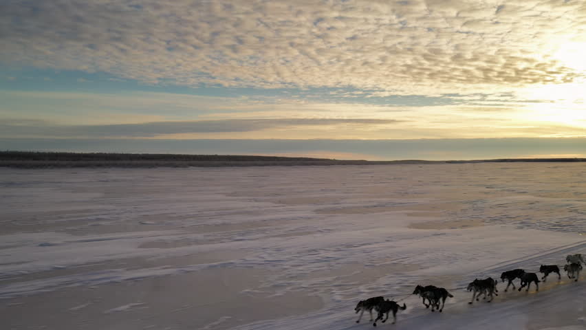 Team of sled dogs with a musher running on a frozen river during a beautiful sunset in alaska