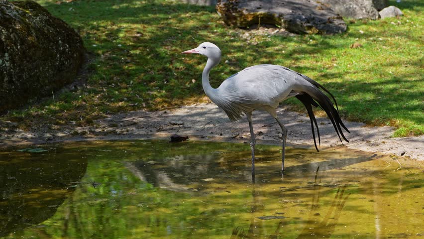 The Blue Crane, Grus paradisea, is an endangered bird specie endemic to Southern Africa. It is the national bird of South Africa