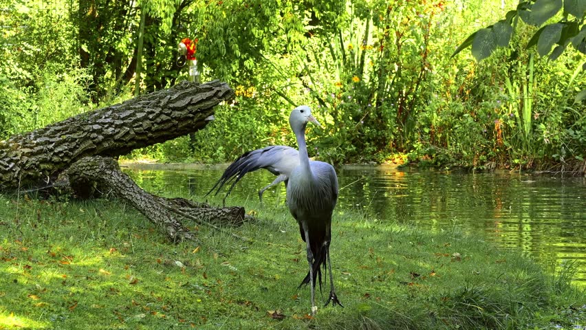 The Blue Crane, Grus paradisea, is an endangered bird specie endemic to Southern Africa. It is the national bird of South Africa