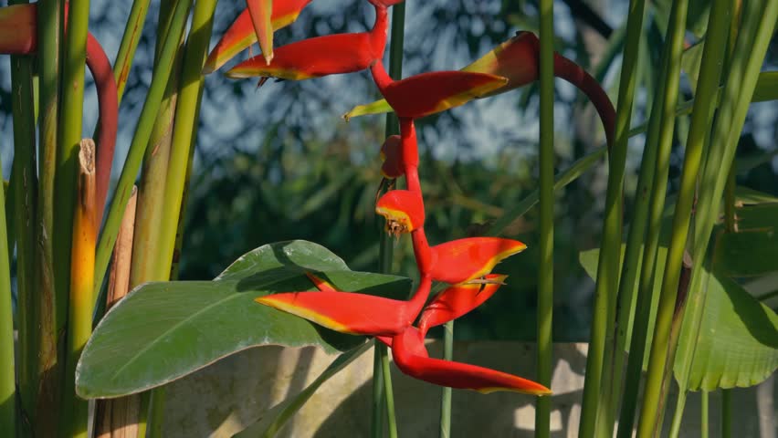 Still shot of vibrant Heliconia rostrata, red hanging lobster claw flower in warm sunlight, highlighting its tropical colors, exotic form, and rich natural detail in a serene garden setting