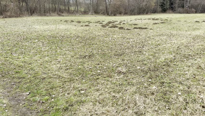 rural meadow with lots of mole hills in winter