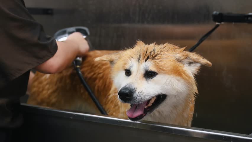 Wet Akita dog is being groomed in a stainless steel tub with a handheld shower nozzle, while a groomer