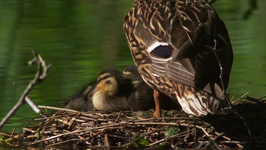 mallard duck with ducklings on nest in water