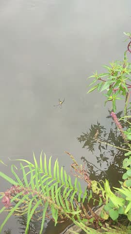 This stunning macro shot showcases the intricate details of an Argiope spider (garden spider) hanging gracefully from its web. The video showcases the contrasting yellow and black patterns on the spider