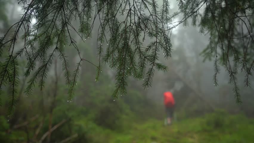 Hiking through a misty forest with greenery and raindrops in early morning light. Summer Hiking in Carpathian Mountains. Ukraine