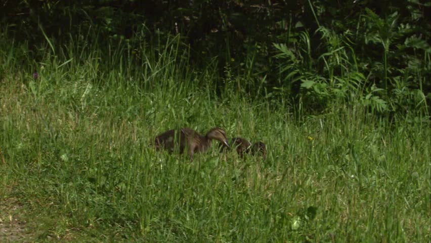 two ducklings walking alert through tall grass