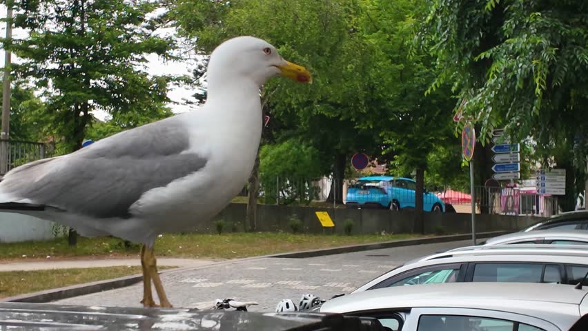 Close up of a seagull bird walking around a car on sunny day in portugal 