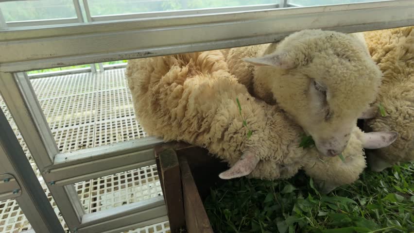 Sheep Eating Grass in a Barn