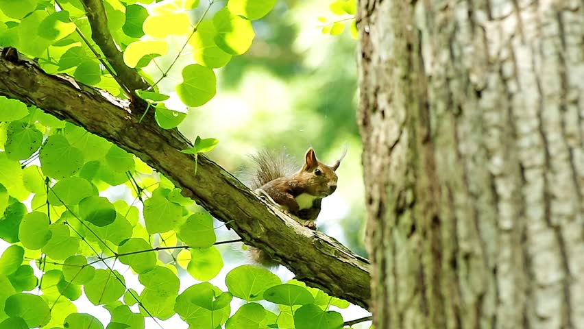 Hokkaido Squirrel  on the tree