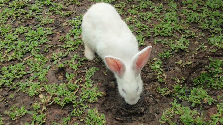 Rabbits Playing in Backyard Enclosure
