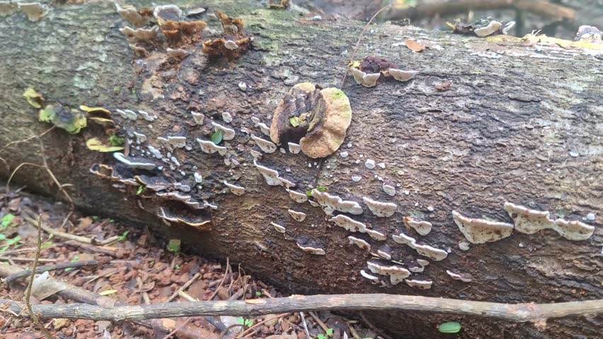 A group of wild mushrooms or bracket fungi growing on a fallen, rotting tree log. This video highlights the natural decomposition process and the forest ecosystem