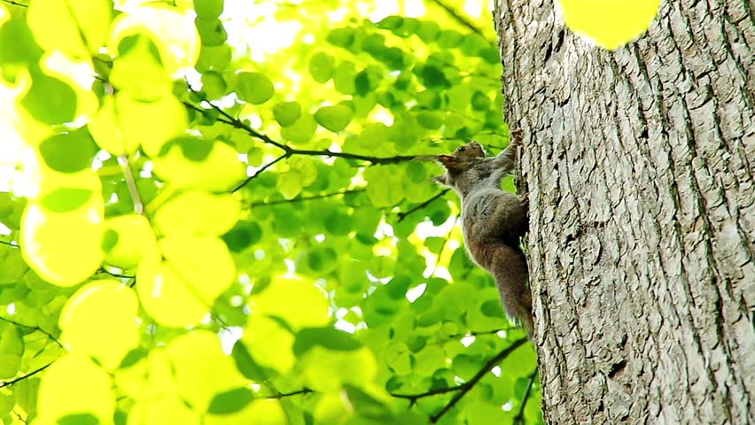 Hokkaido Squirrel on the tree trunk