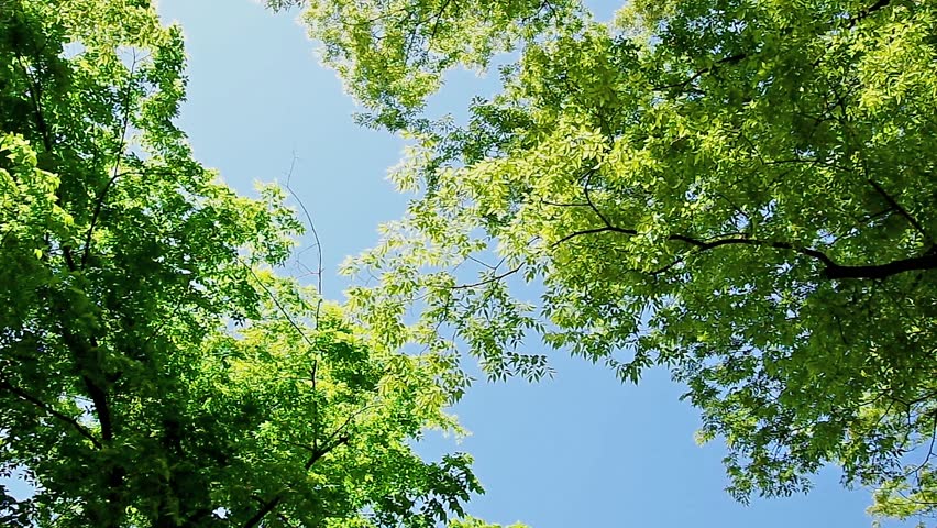 Looking up at Japanese zelkova