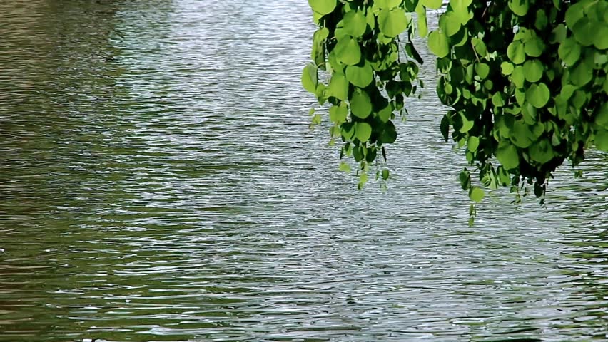 Cercidiphyllum japonicum (Katsura) on waterside