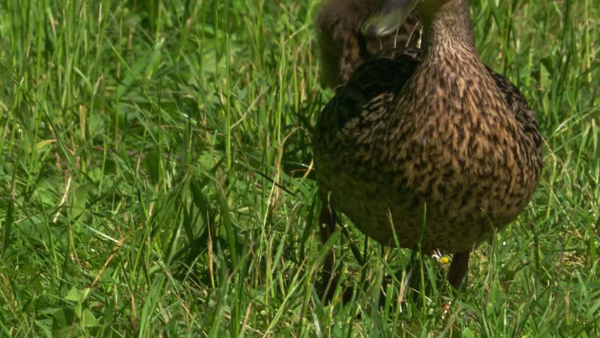 attentive mallard mother with ducklings in grass