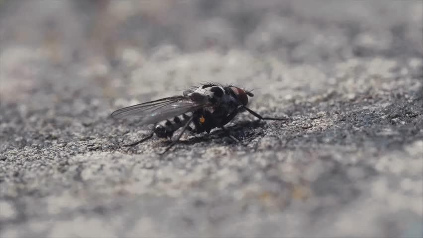 Detailed view of a fly