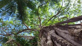 Vibrant, colorful ribbons tied around the trunk of a sacred large tropical tree in Thailand, a traditional spiritual practice. - Powered by Shutterstock - Get 15% off with code: PIKWIZARD15