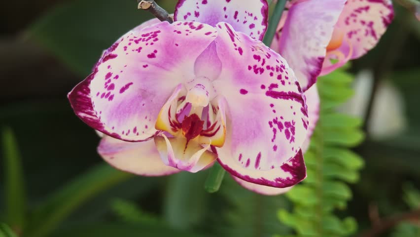 Phalaenopsis orchid, white flowers with pink markings, in the garden.