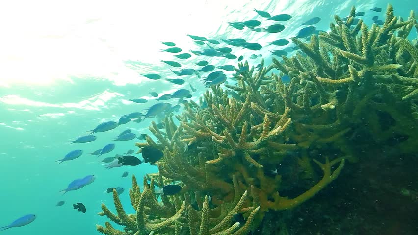 Tropical reef fish glide in slow motion above staghorn coral – Acropora spp. – on the Great Barrier Reef, Queensland, Australia. Delicate branching coral forms habitat in this vibrant Indo Pacific ecosystem.