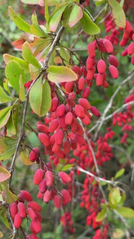 Bright Red Berries Grow on Branches in a Green Forest During Daytime in Nature