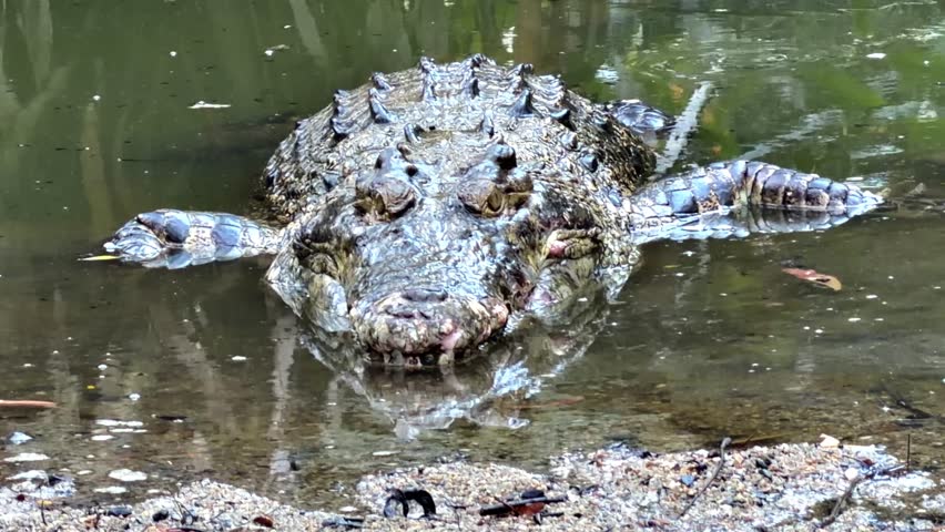 Close up of a saltwater crocodile - Crocodylus porosus - lying frontally on a green river edge, snapping its jaws after mistaking a drifting leaf for prey. This apex predator reacts instantly to movement. Filmed in Cape Tribulation, Queensland, Australia.
