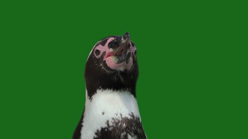 Screaming penguin on green screen slow motion
