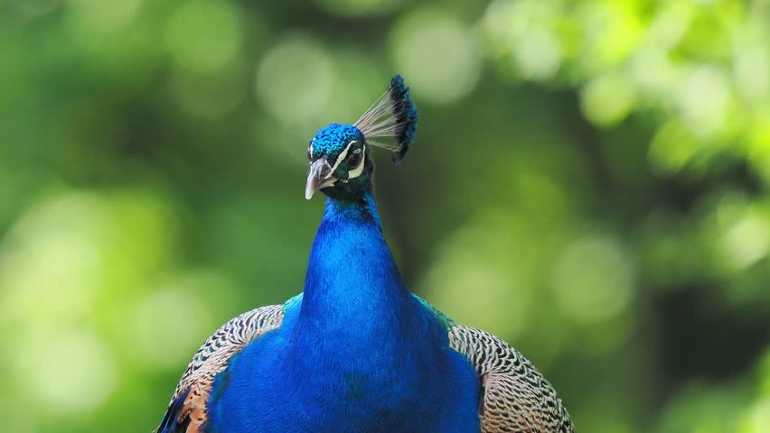 peacock looks in different directions on a against a blurred background