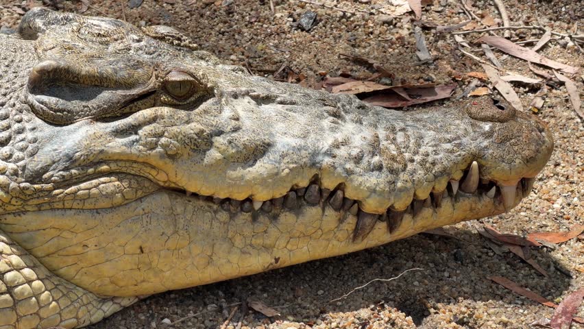 Close-up of a saltwater crocodile (Crocodylus porosus) eye and textured scales at the water surface. Check the gallery for similar footages