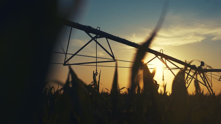 The sun sets behind the irrigation system as corn stalks sway. Silhouettes of corn and irrigation pipes contrast with the fading sun over the corn fields.