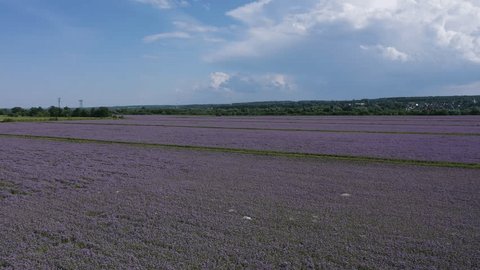 Aerial Drone Flight over Blooming Lavender Fields