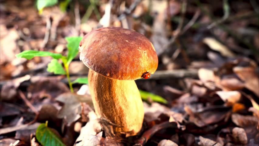 Beautiful porcini mushroom in wild nature with a small red ladybug. Cinematic shot of edible mushroom in the woods.