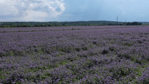 Low Altitude Drone Racing above Purple Field