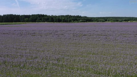 Drone Orbiting Low above Blooming Farmland